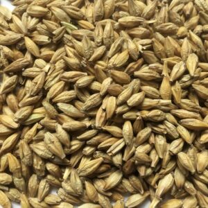 Barley Seeds