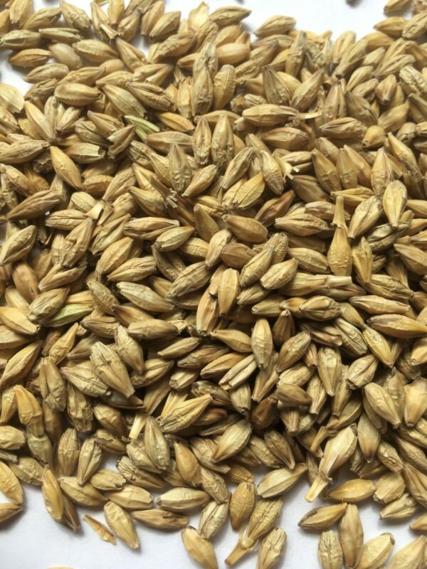 Barley Seeds